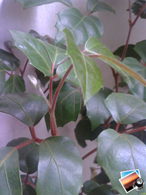 Glofiish X500+   (jpg, 16001200, 236 )