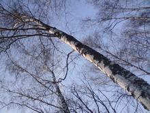   Sony Ericsson K550i  W610i     7