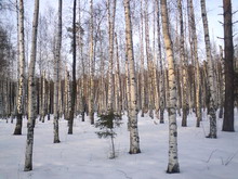   Sony Ericsson K550i  W610i     8