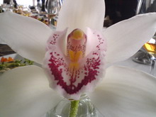   Sony Ericsson K550i  W610i     14