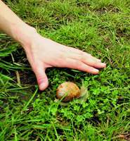 Sony Ericsson K600 -   