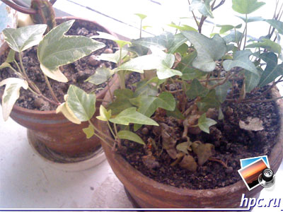 RoverPC N7:   (jpg, 1600x1200, 402,7 )