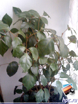 RoverPC N7:   (jpg, 1600x1200, 345,5 )