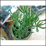    QWERTY- Glofiish M800