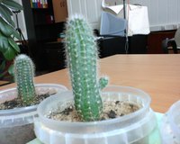 Обзор сотового телефона BenQ-Siemens M81 Обзор сотового телефона BenQ-Siemens M81