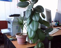 Обзор сотового телефона BenQ-Siemens M81 Обзор сотового телефона BenQ-Siemens M81