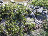    HTC Diamond_iPhone_etc