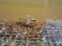    HTC Diamond_iPhone_etc