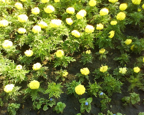  Sony Ericsson Z555i  W380i