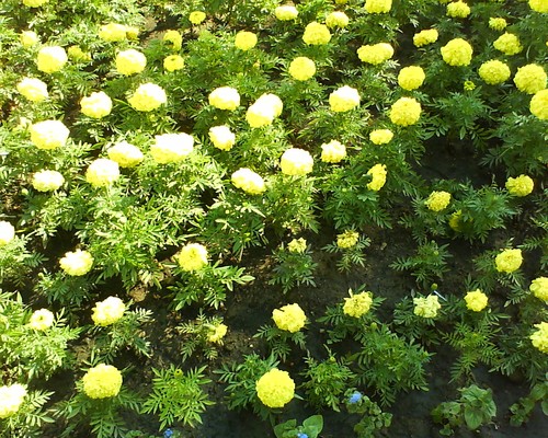  Sony Ericsson Z555i  W380i