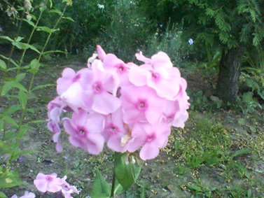 Sony Ericsson W350i:   ?