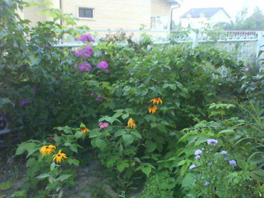 Sony Ericsson W350i:   ?