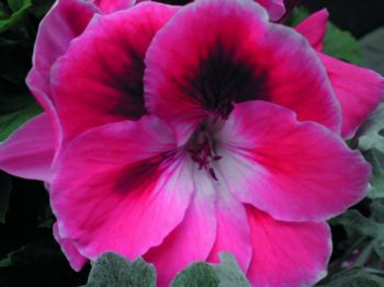 Sony Ericsson C902 -  