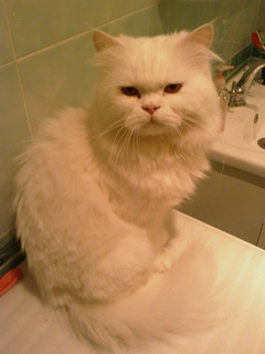 HTC Touch Cruise -     GPS