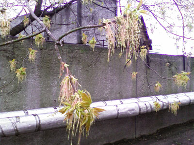 Toshiba Portege G900  -     