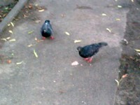 Nokia 6210 Navigator