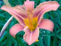 Nokia 6210 Navigator