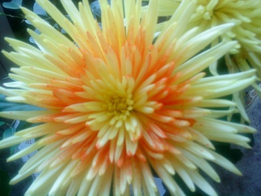 Sony Ericsson W760i:  