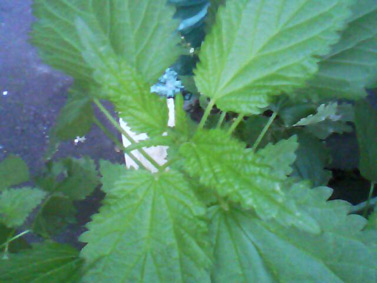 Sony Ericsson R300i:   