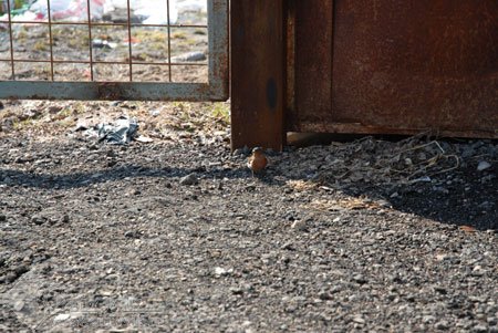 Nikon D200 � �� ���� � ������������