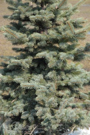 Nikon D200 � �� ���� � ������������