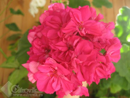 Canon Digital IXUS 60 � ���� � ��������