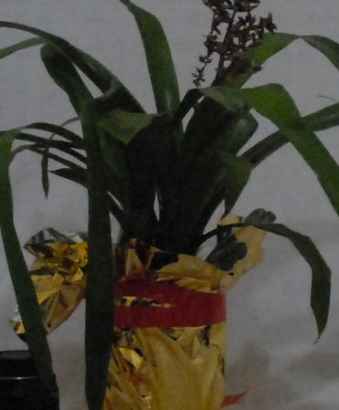 Nikon D80  D200.    ?