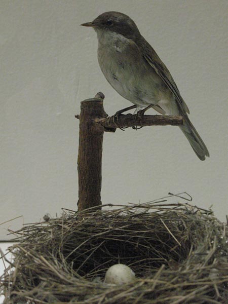 Canon PowerShot A640