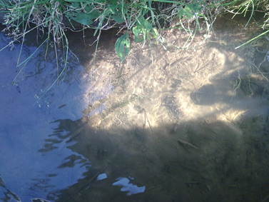 ����� ��������� Nokia N78