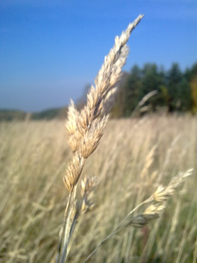 ����� ��������� Nokia N78