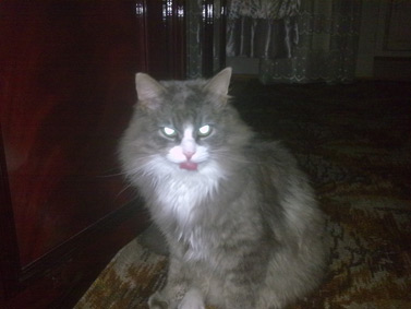 ����� ��������� Nokia N78