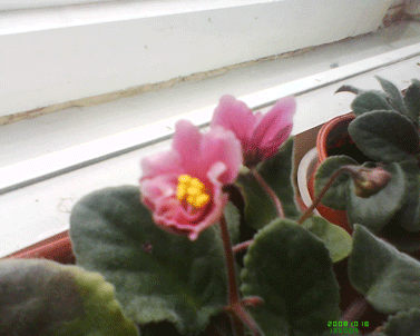 ����� ���������� �������� Sony Ericsson R306i