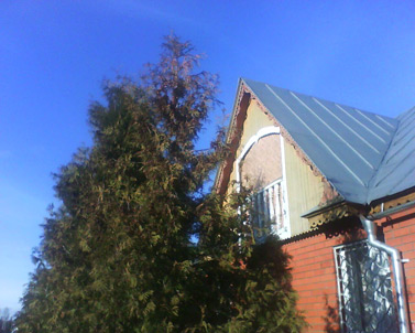 Sony Ericsson T303: �������, ��� ���, ���, ���