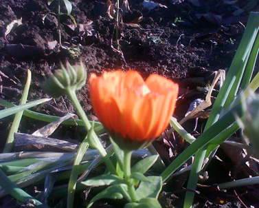 Sony Ericsson T303: �������, ��� ���, ���, ���