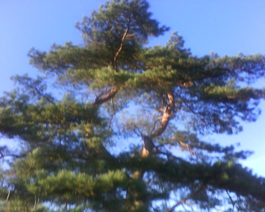 Sony Ericsson T303: �������, ��� ���, ���, ���