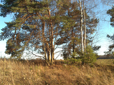 Nokia N96: ����� ���������� ���������