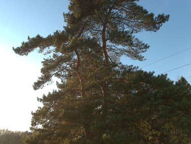 Nokia N96: ����� ���������� ���������