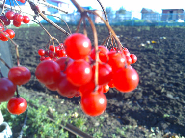 Nokia N96: ����� ���������� ���������