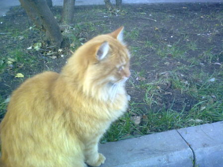 ����� ����: Nokia 5800 XpressMusic