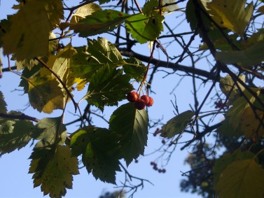 ����� ��������� ������������ Samsung NV7