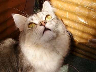 ����� ��������� ������������ Samsung NV7