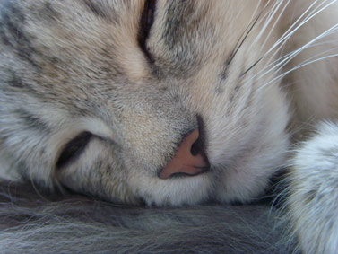 �������� �������� Samsung i7: ���� �� ����