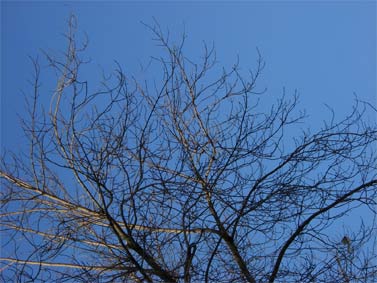 ����� ��������� ������������ Casio EX-S600