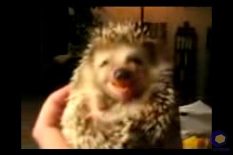 ��������� Nokia N76