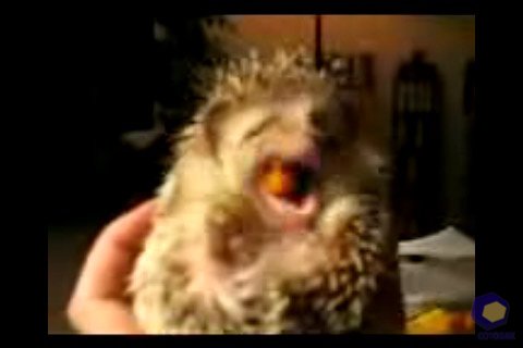 ��������� Nokia N76