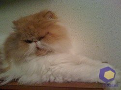 ���������� � ������ iPhone 3G