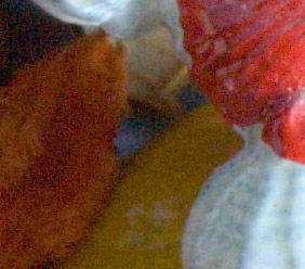 �������� ��� ��������: Nikon D40X