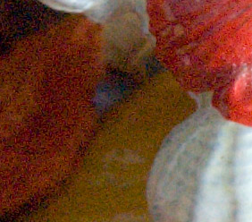 �������� ��� ��������: Nikon D40X