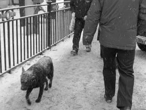 ����� Canon PowerShot A640