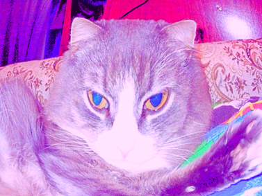 ������������ Samsung �8800 PIXON